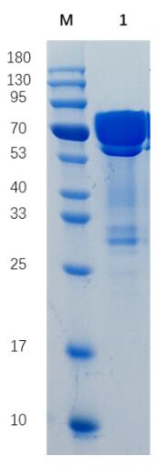 Reducing 12% SDS-PAGE analysis profile of purified MSLN-hFc (CBB stained).
